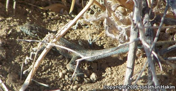 Northern Side-blotched Lizard (Uta stansburiana stansburiana)