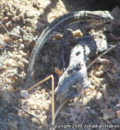 Northern Side-blotched Lizard (Uta stansburiana stansburiana)