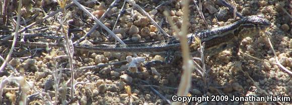 Northern Side-blotched Lizard (Uta stansburiana stansburiana)