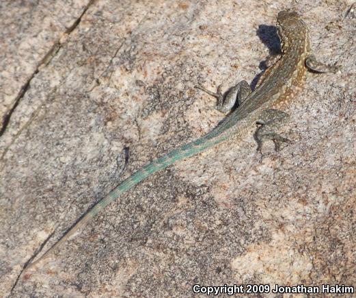 Northern Side-blotched Lizard (Uta stansburiana stansburiana)