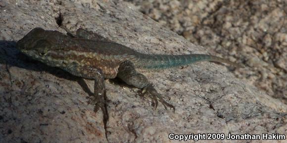 Northern Side-blotched Lizard (Uta stansburiana stansburiana)