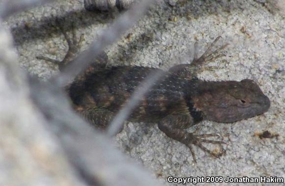 Yellow-backed Spiny Lizard (Sceloporus uniformis)