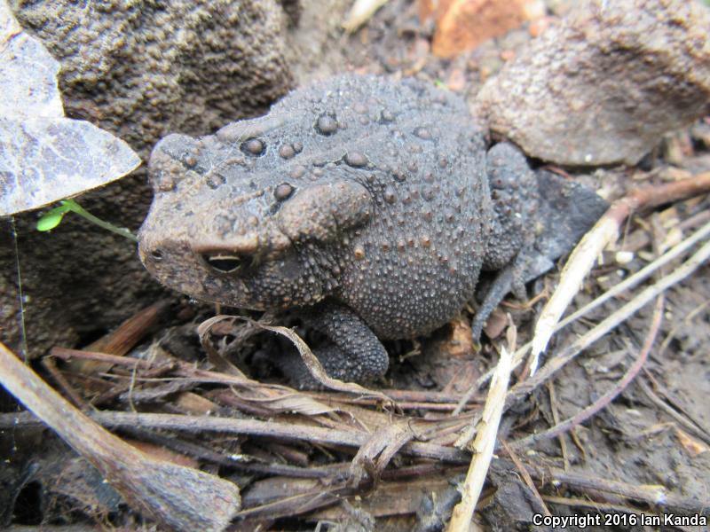 Dwarf American Toad (Anaxyrus americanus charlesmithi)