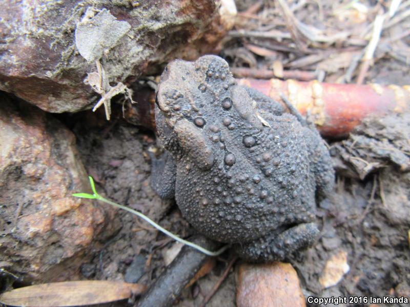 Dwarf American Toad (Anaxyrus americanus charlesmithi)