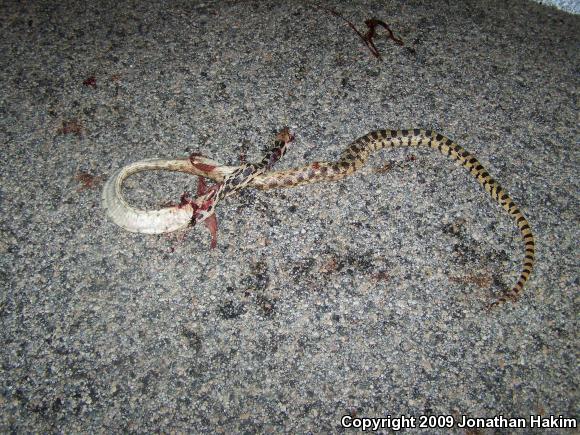 Great Basin Gopher Snake (Pituophis catenifer deserticola)