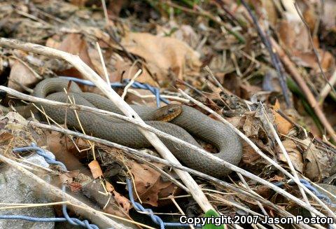 Northern Watersnake (Nerodia sipedon sipedon)