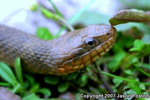 Northern Watersnake (Nerodia sipedon sipedon)