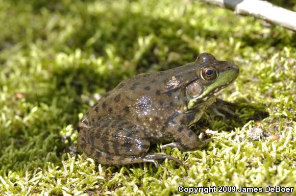 Northern Green Frog (Lithobates clamitans melanota)