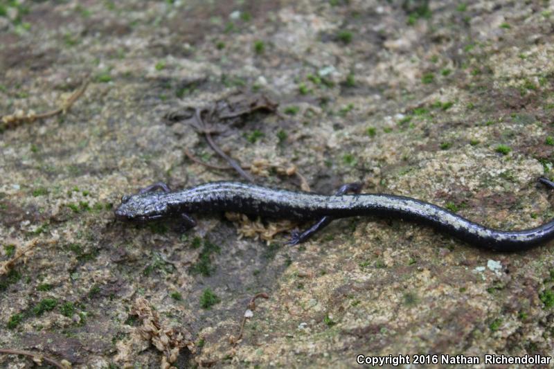 Peaks Of Otter Salamander (Plethodon hubrichti)