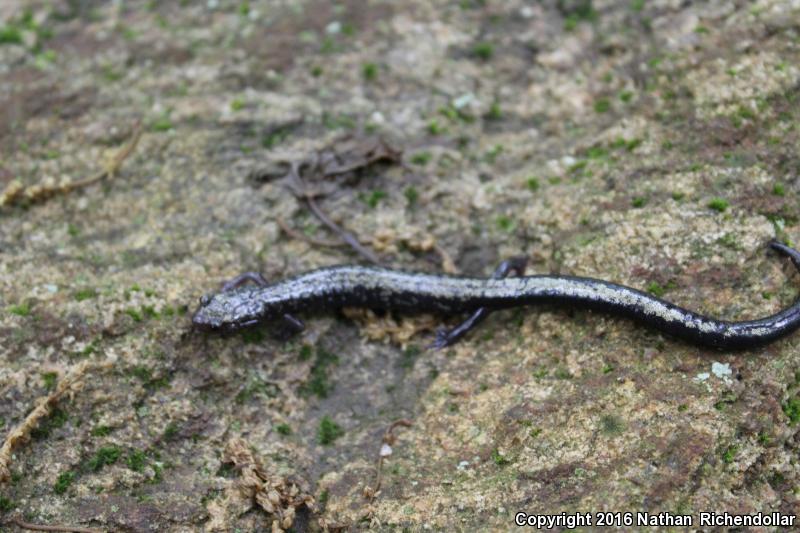 Peaks Of Otter Salamander (Plethodon hubrichti)