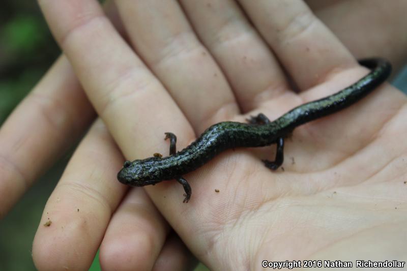 Peaks Of Otter Salamander (Plethodon hubrichti)