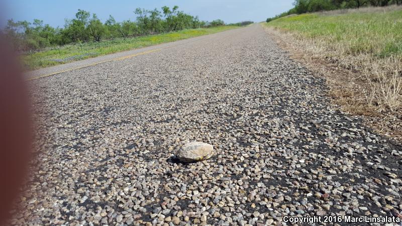 Yellow Mud Turtle (Kinosternon flavescens)