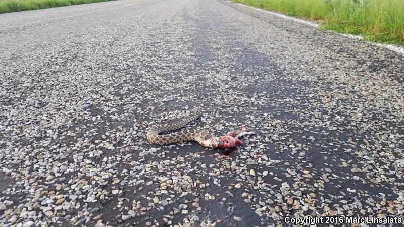 Western Massasauga (Sistrurus catenatus tergeminus)