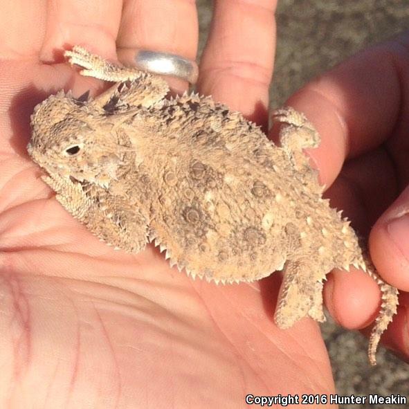 Goode's Horned Lizard (Phrynosoma goodei)