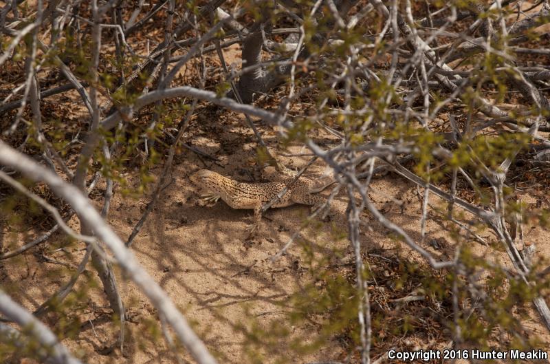 Yuman Fringe-toed Lizard (Uma rufopunctata)