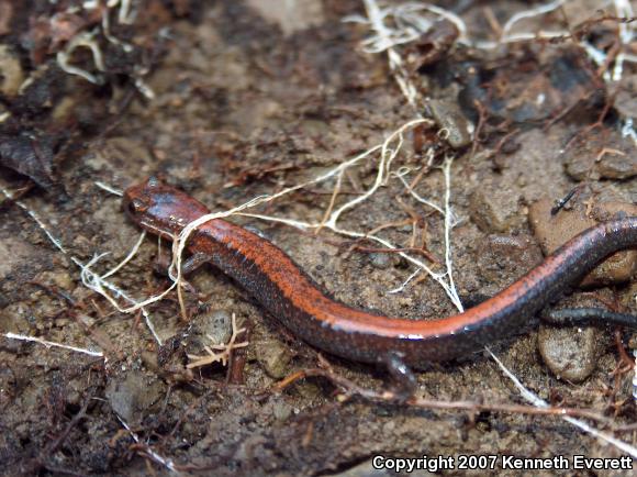 Eastern Red-backed Salamander (Plethodon cinereus)