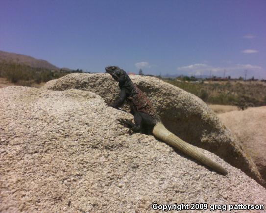 Western Chuckwalla (Sauromalus ater obesus)