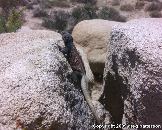 Western Chuckwalla (Sauromalus ater obesus)