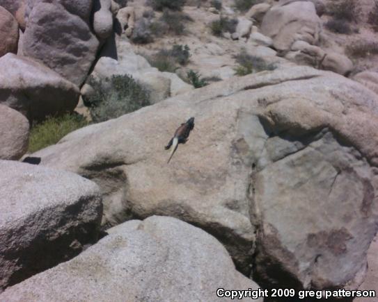 Western Chuckwalla (Sauromalus ater obesus)