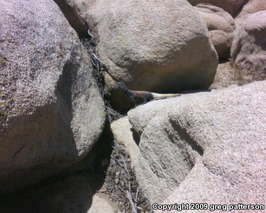 Western Chuckwalla (Sauromalus ater obesus)