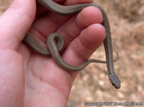 Northern Brownsnake (Storeria dekayi dekayi)