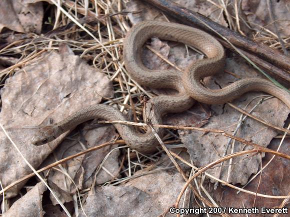 Northern Brownsnake (Storeria dekayi dekayi)