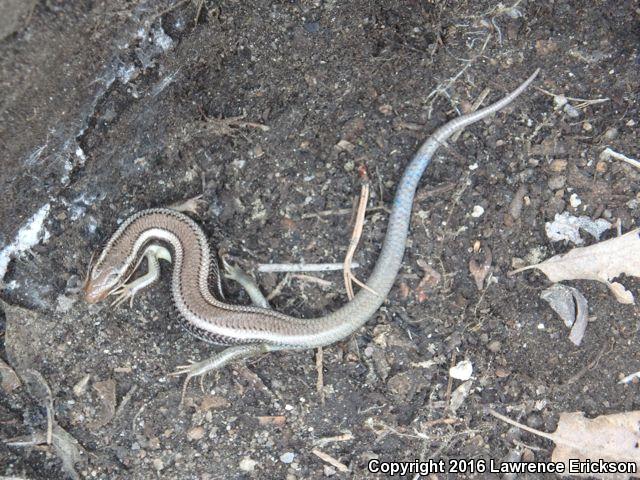 Greater Brown Skink (Plestiodon gilberti gilberti)