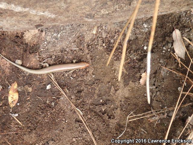 Greater Brown Skink (Plestiodon gilberti gilberti)