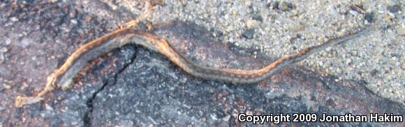 San Diego Gopher Snake (Pituophis catenifer annectens)