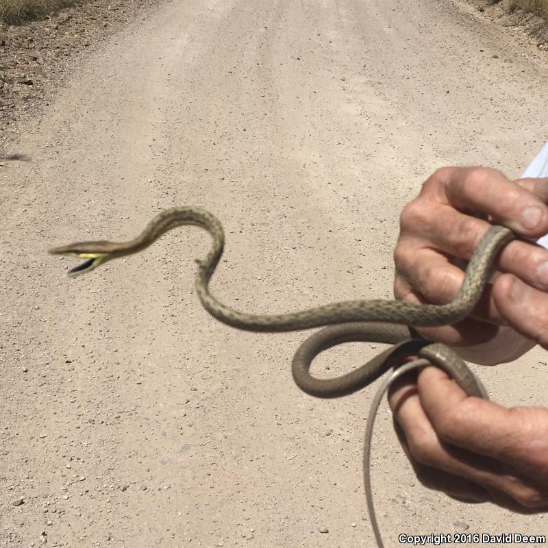 Brown Vinesnake (Oxybelis aeneus)