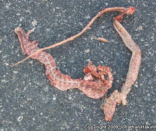 Red Racer (Coluber flagellum piceus)