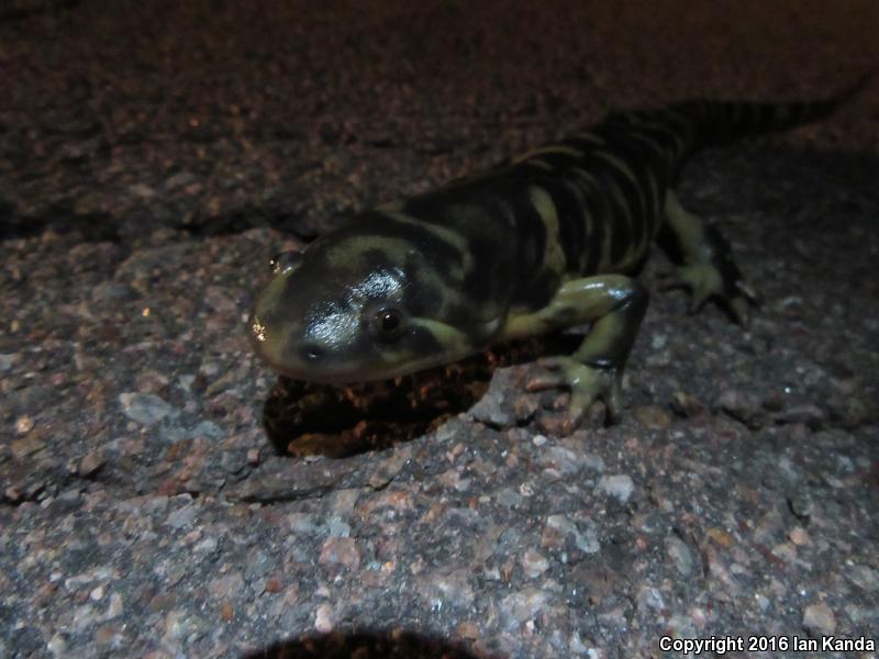 Barred Tiger Salamander (Ambystoma mavortium mavortium)