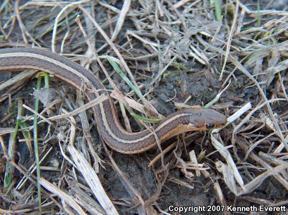 Short-headed Gartersnake (Thamnophis brachystoma)