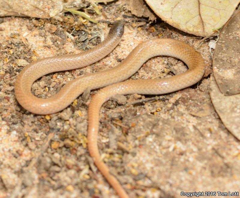 Flat-headed Snake (Tantilla gracilis)