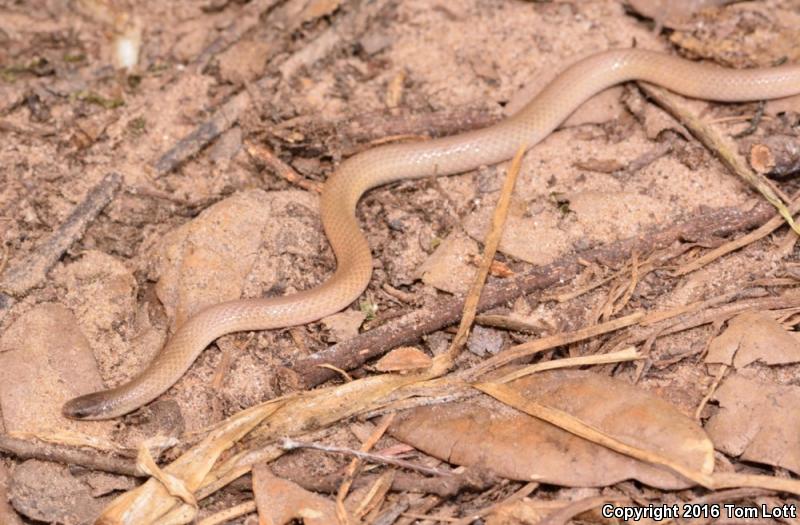 Flat-headed Snake (Tantilla gracilis)