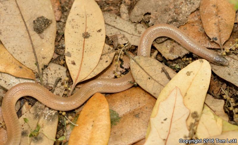 Flat-headed Snake (Tantilla gracilis)