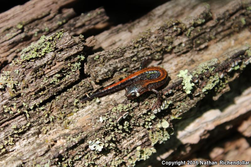 Big Levels Salamander (Plethodon sherando)