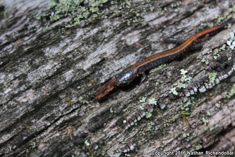 Big Levels Salamander (Plethodon sherando)