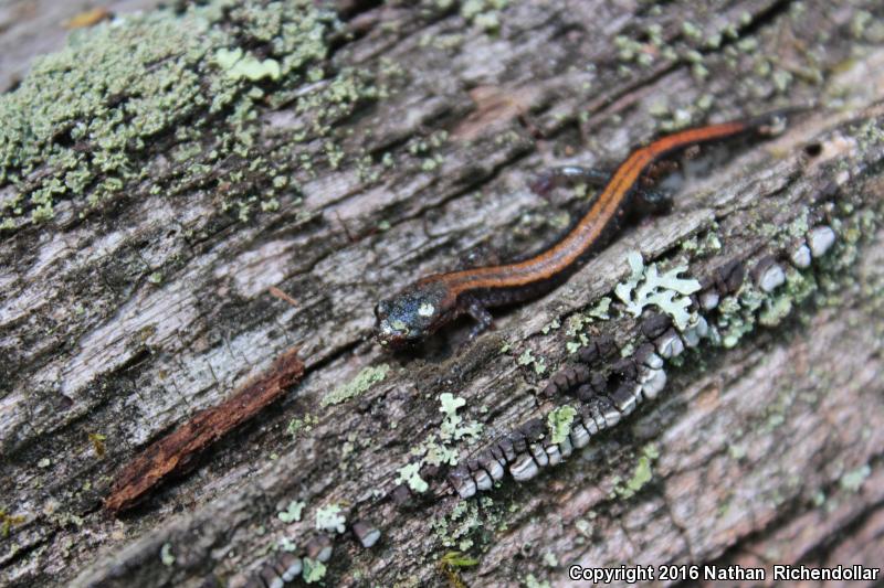 Big Levels Salamander (Plethodon sherando)
