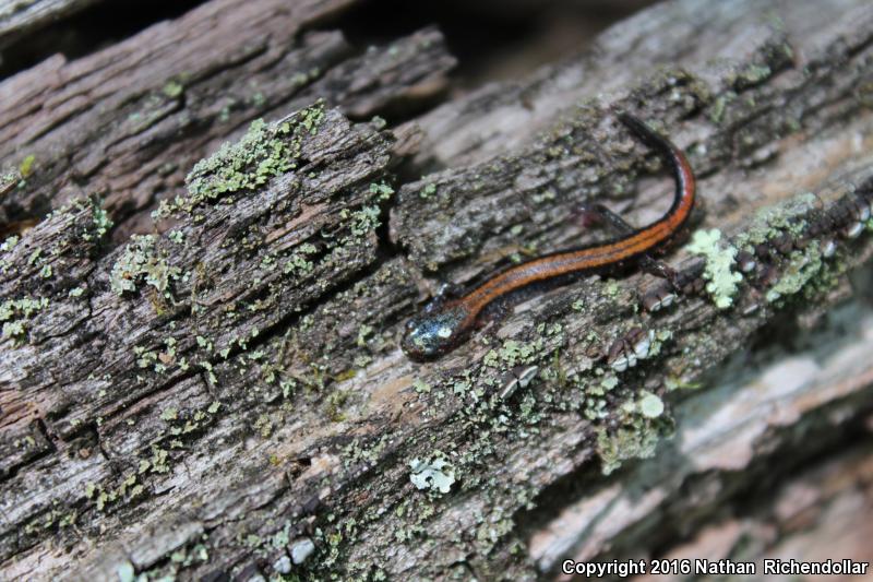 Big Levels Salamander (Plethodon sherando)