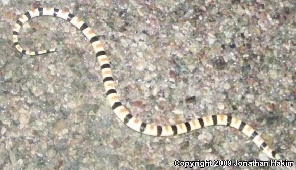 Colorado Desert Shovel-nosed Snake (Chionactis occipitalis annulata)