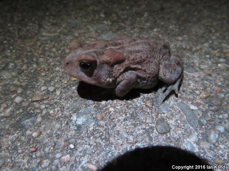 Dwarf American Toad (Anaxyrus americanus charlesmithi)