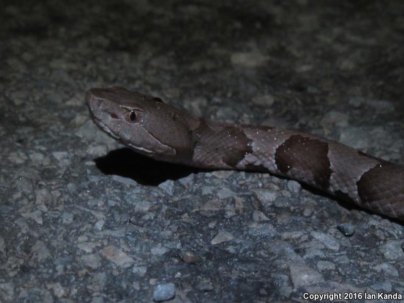 Broad-banded Copperhead (Agkistrodon contortrix laticinctus)