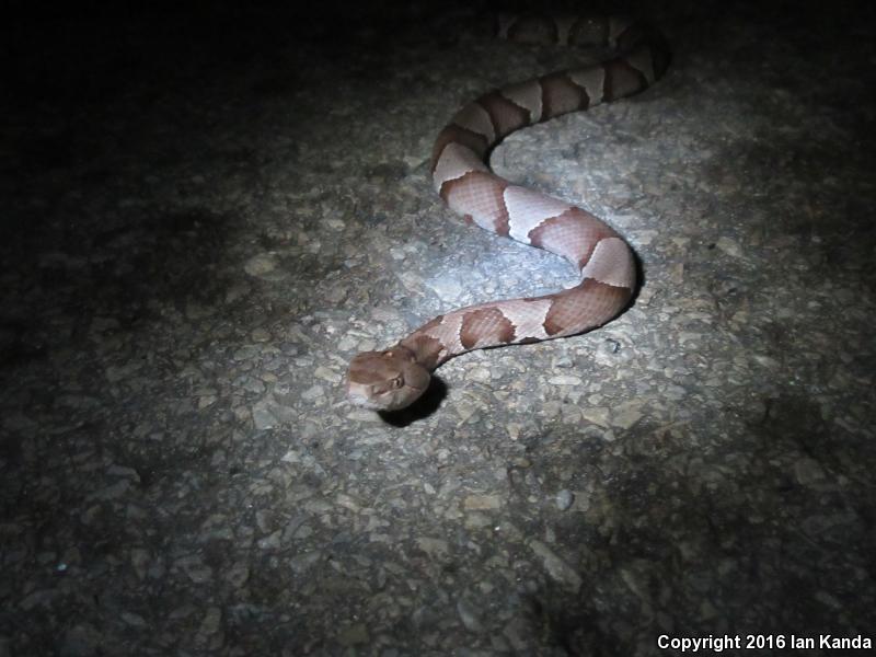 Broad-banded Copperhead (Agkistrodon contortrix laticinctus)