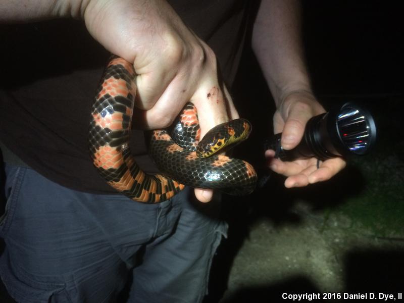 Eastern Mudsnake (Farancia abacura abacura)