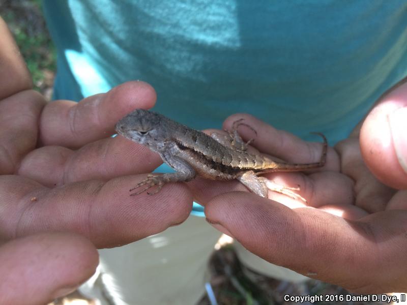 Florida Scrub Lizard (Sceloporus woodi)