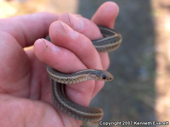 Short-headed Gartersnake (Thamnophis brachystoma)