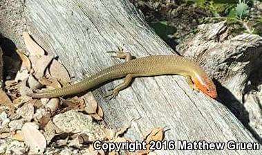 Greater Brown Skink (Plestiodon gilberti gilberti)