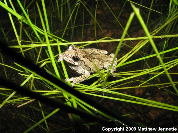 Cope's Gray Treefrog (Hyla chrysoscelis)