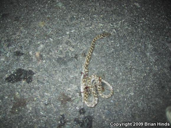 San Diego Nightsnake (Hypsiglena ochrorhyncha klauberi)